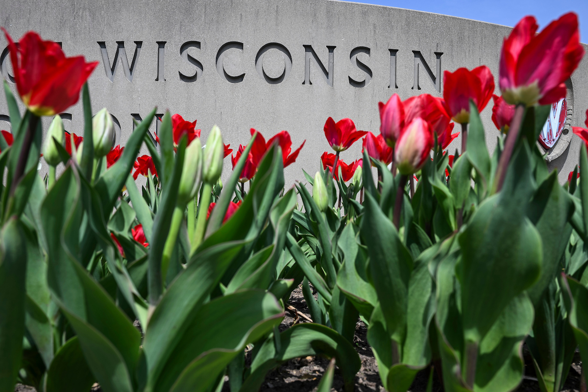 “Wisconsin” is seen carved into a sign with red tulips in the foreground.
